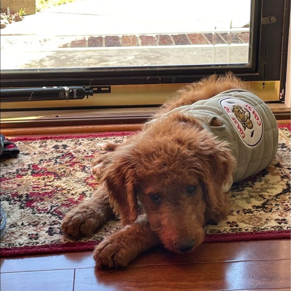 Grayson Pup Jacket